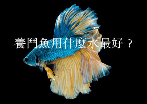 电脑工作壁纸 家裡可以養鬥魚嗎